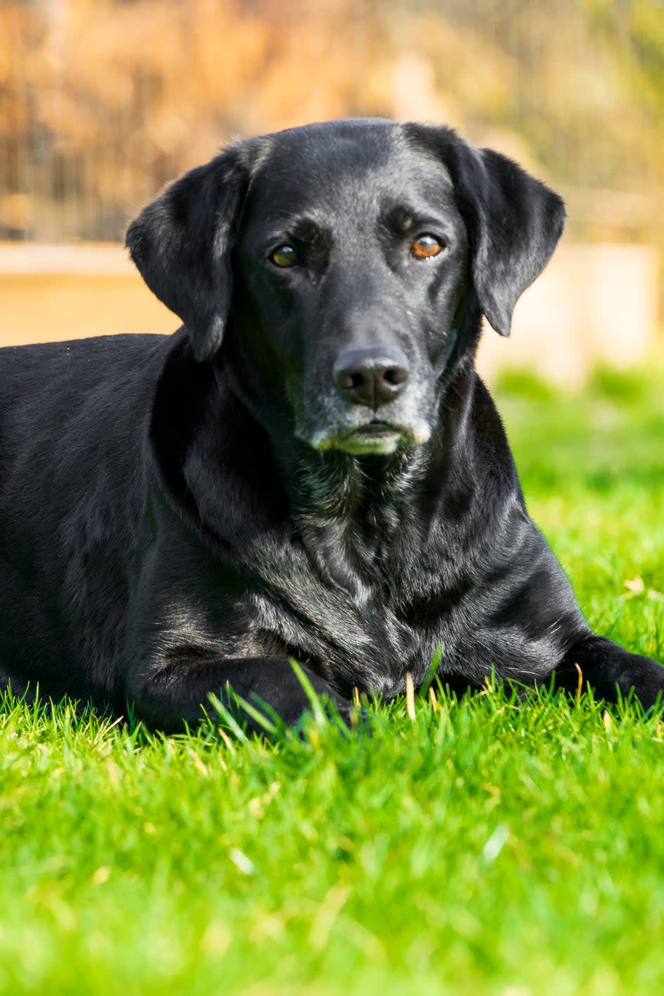 A black Labrador retriever lying on the grass, looking at the camera