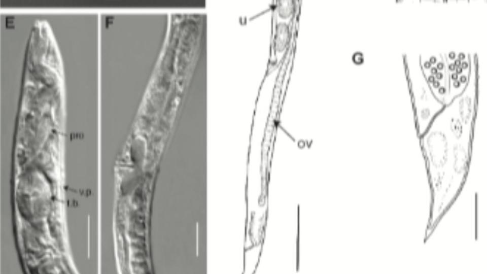 科學家在永久凍土約40公尺深處發現線蟲。（圖／翻攝自PLoS Genetics網站）