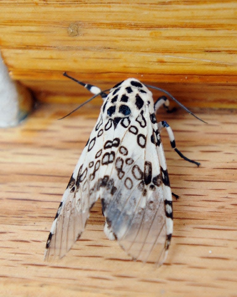 A giant leopard moth spotted at the front door of a Rhode Island business in June 2011.