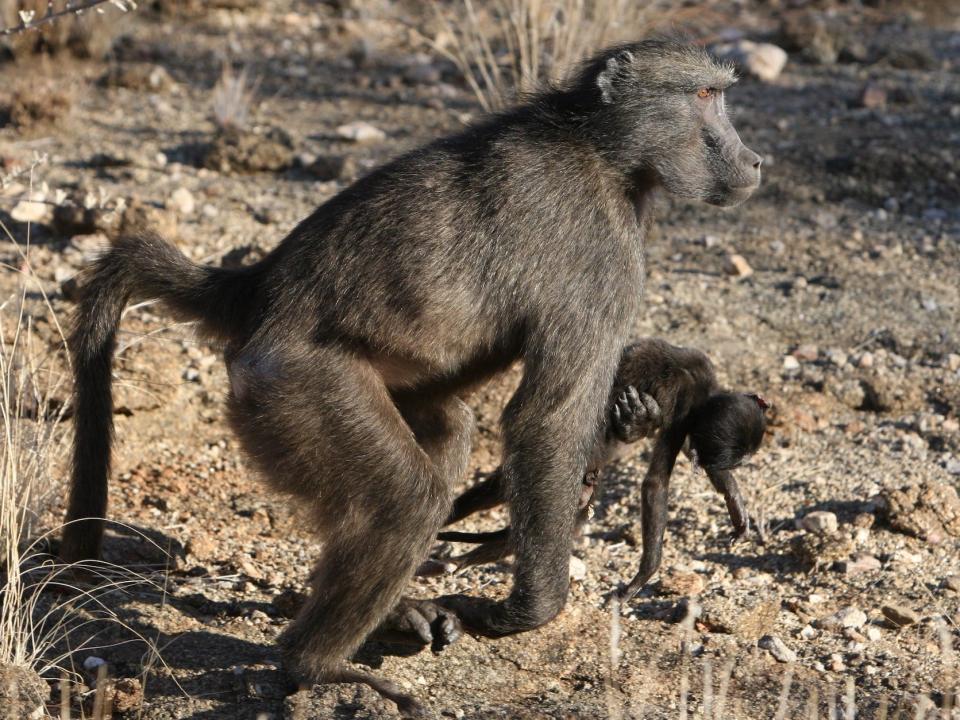 a baboon carries the limp corpse of a baby in an arid landscape