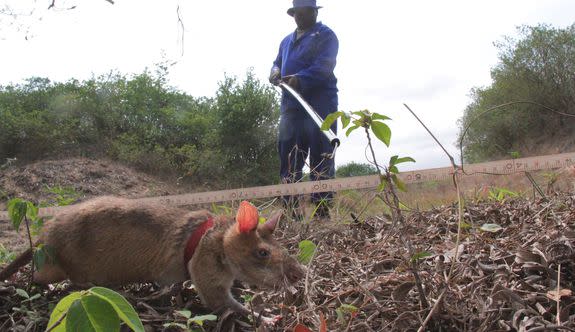 An APOPO-trained rat sniffs for explosives while being watched by its handler in Maputo, Mozambique,  Oct. 7, 2015.