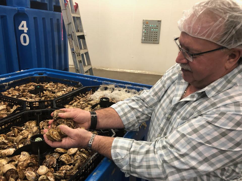 Am&eacute;d&eacute;e Savoie owns and runs La Maison BeauSoleil, Canada's largest producer of cocktail-sized oysters. (Photo: Karen Pinchin)