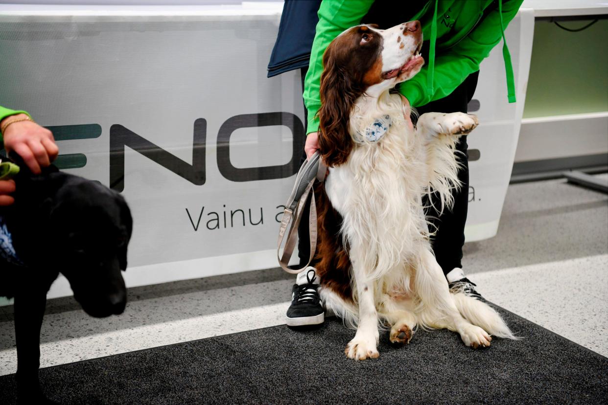 Coronavirus sniffer dogs are seen at the Helsinki-Vantaa Internation Airport on Wednesday, Sept. 2, 2020. The dogs are trained to detect coronavirus from arriving passengers.