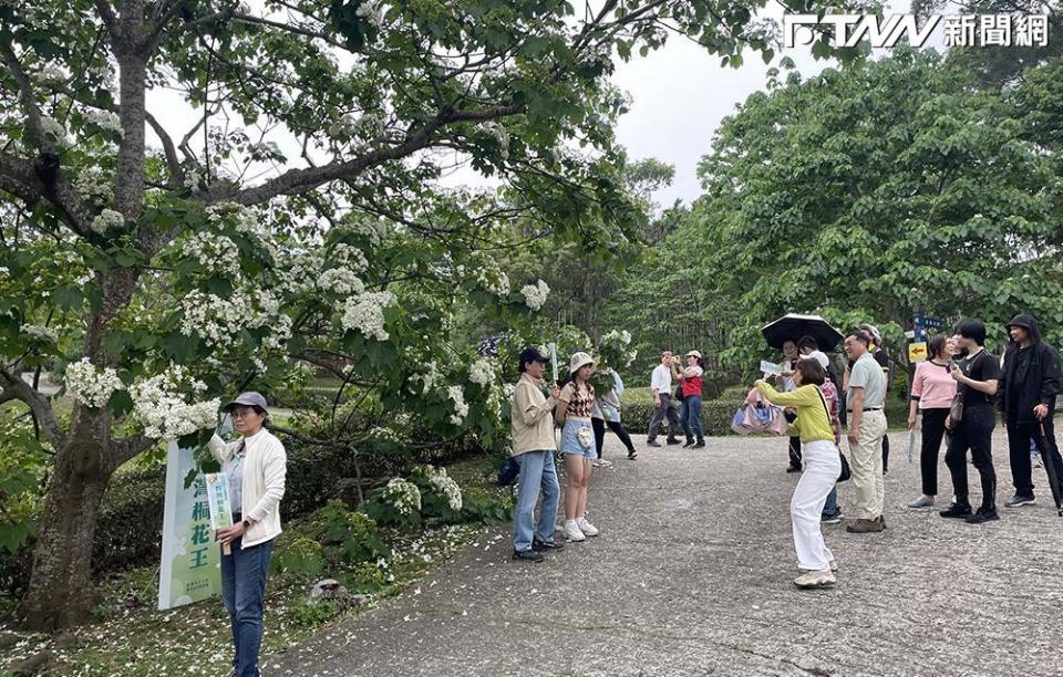 客家大院桐花盛開，遊客絡繹不絕，爭相於「台灣桐花王」前合影。