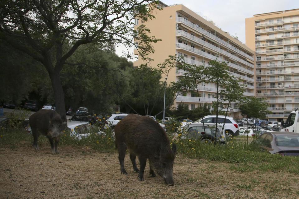 Wild boar in Corsica in France (Getty Images)