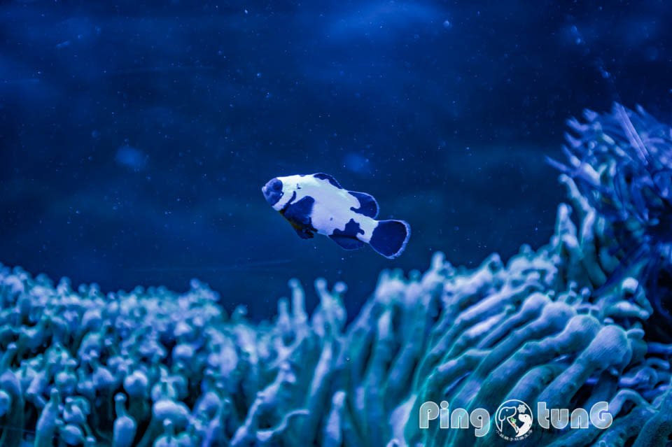 屏東農業科技園區觀賞水族展示廳