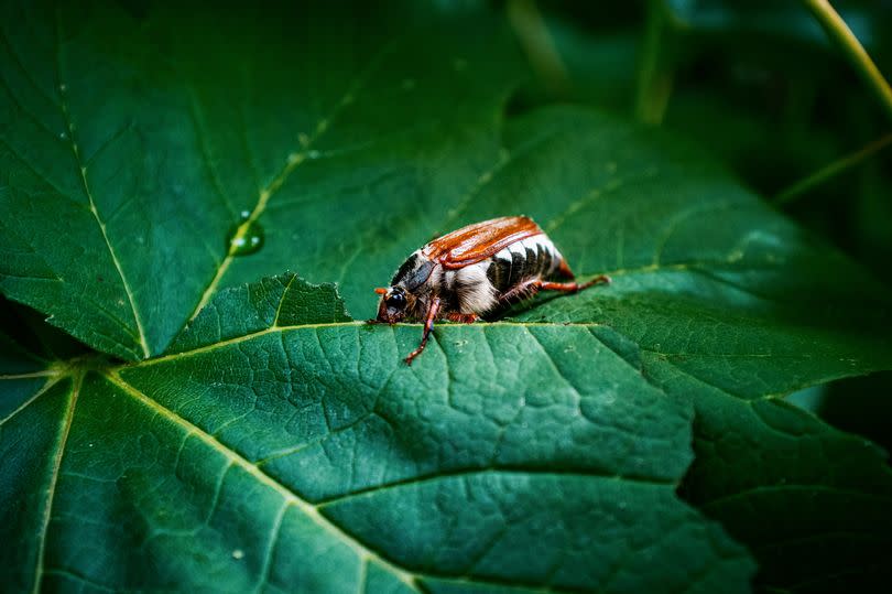 Cockchafers can cause severe damage to plants, flowers and grass