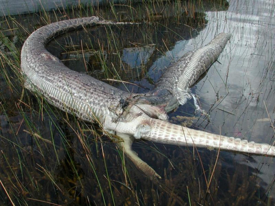 A Burmese python found dead in Everglades National Park in 2005 with a nearly intact alligator carcass protruding from its ripped belly. <cite>National Park Service</cite>