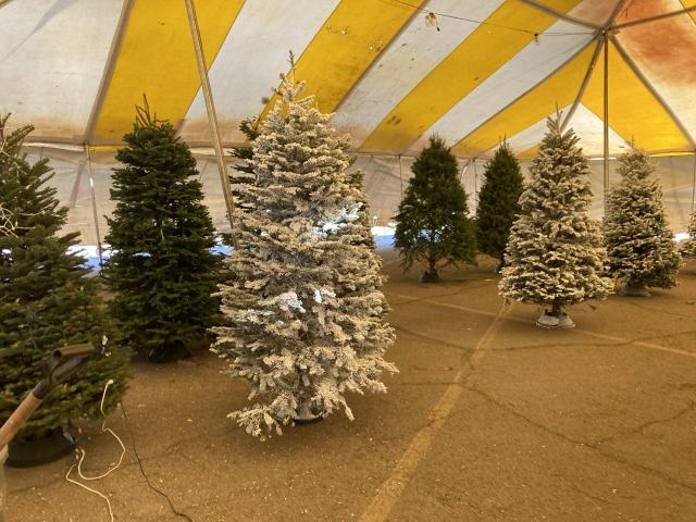 Recycle live Christmas trees at Citizen Collection Stations in El Paso