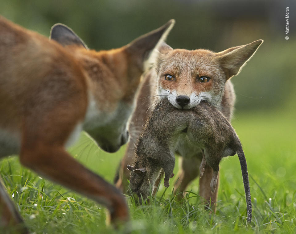 With a determined stare, a young fox holds tight to her trophy –a dead brown rat –as her brother attempts to take it off her.