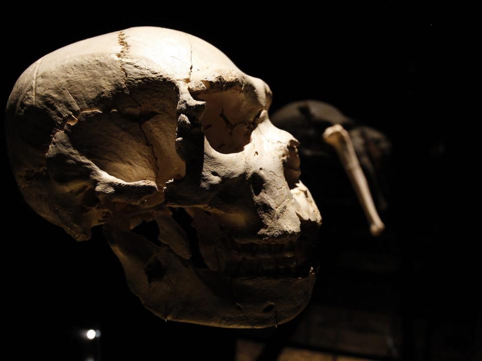 View of a skull of an adult Homo heidelbergensis found in Spain in 1992 sits on display at the Museum of Human Evolution in 2010.