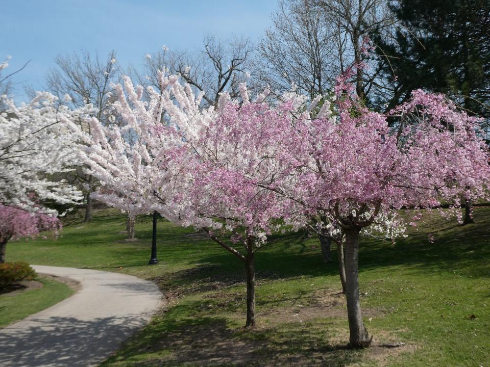 cherry blossom and pear blossom trees beside path