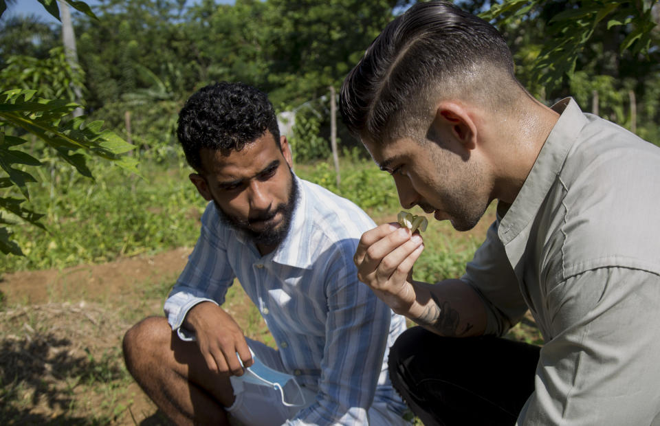 Los cantineros Dagoberto Jesús Morejón, izquierda, y Manuel Alejandro Valdés, huelen plantas nativas que cosechan para preparar sus cócteles, en una finca al este de La Habana, Cuba, el viernes 16 de octubre de 2020. Con especialistas de la Asociación Botánica de Cuba, han identificado alrededor de 50 plantas que tienen el potencial de ser utilizadas en sus bebidas. (AP Foto/Ismael Francisco)