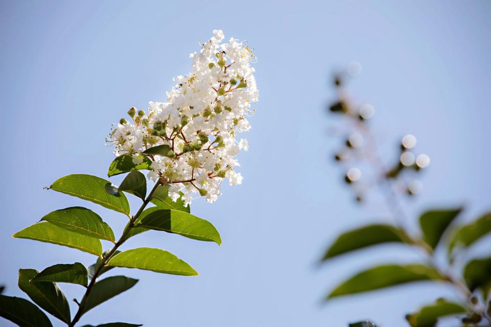white crepe myrtle flowers