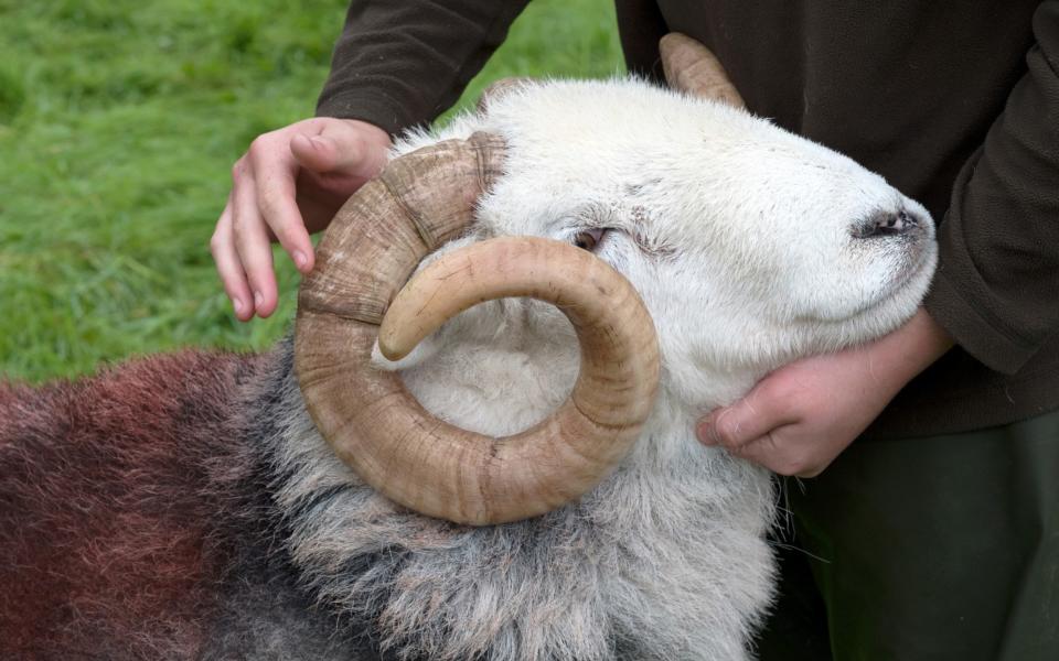 A Herdwick ram at the Borrowdale Shepherds’ Meet at Rosthwaite in the Lake District - In Pictures / Getty Images