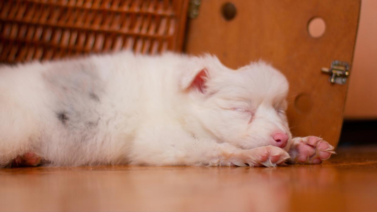 Albino dog