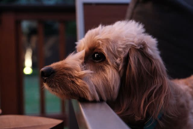 <p>Getty Images/Wirestock</p> Doxiepoos can look a lot like a fluffy Dachshund.