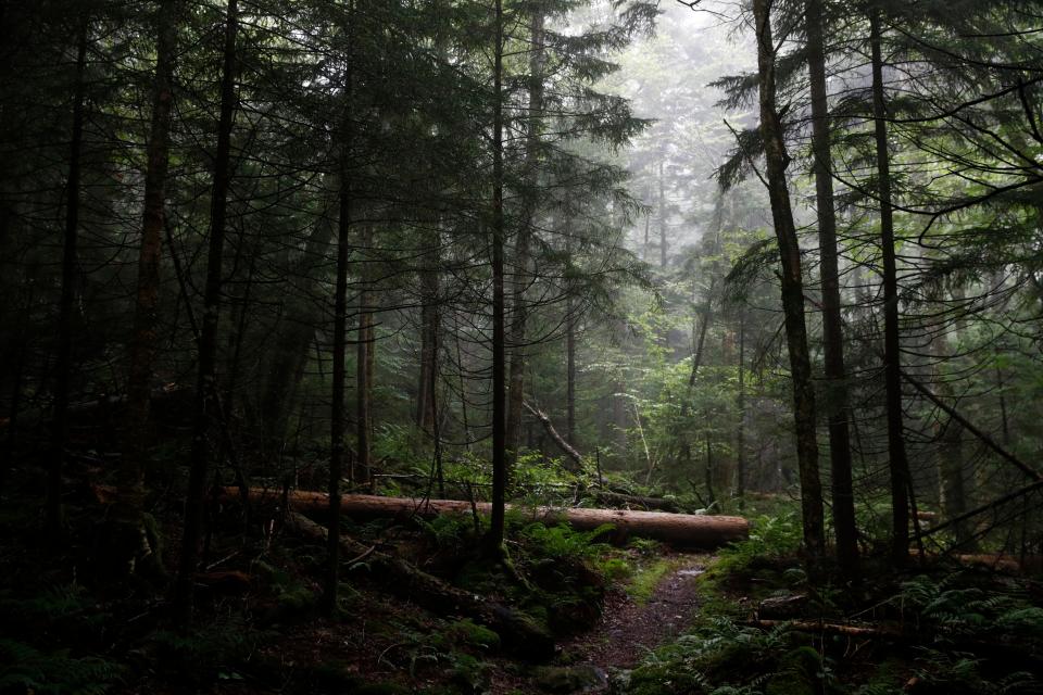 Virgin spruce forest in Monongahela National Forest, W.Va., on Aug. 27, 2019.