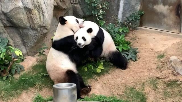 La libido del oso panda y su escasa actividad sexual - The New