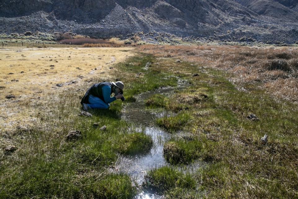 Deep Springs College President Sue Darlington photographs a black toad.