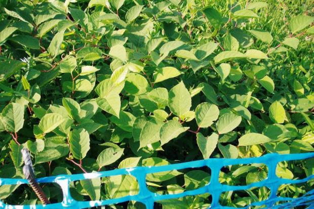 Explosive reports have revealed the extent of Japanese Knotweed in the county