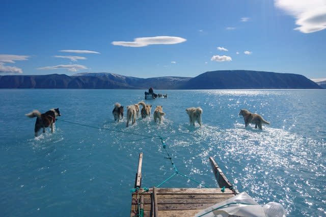 Sled dogs seem to walk on water in climate expert's photo of melting Arctic ice