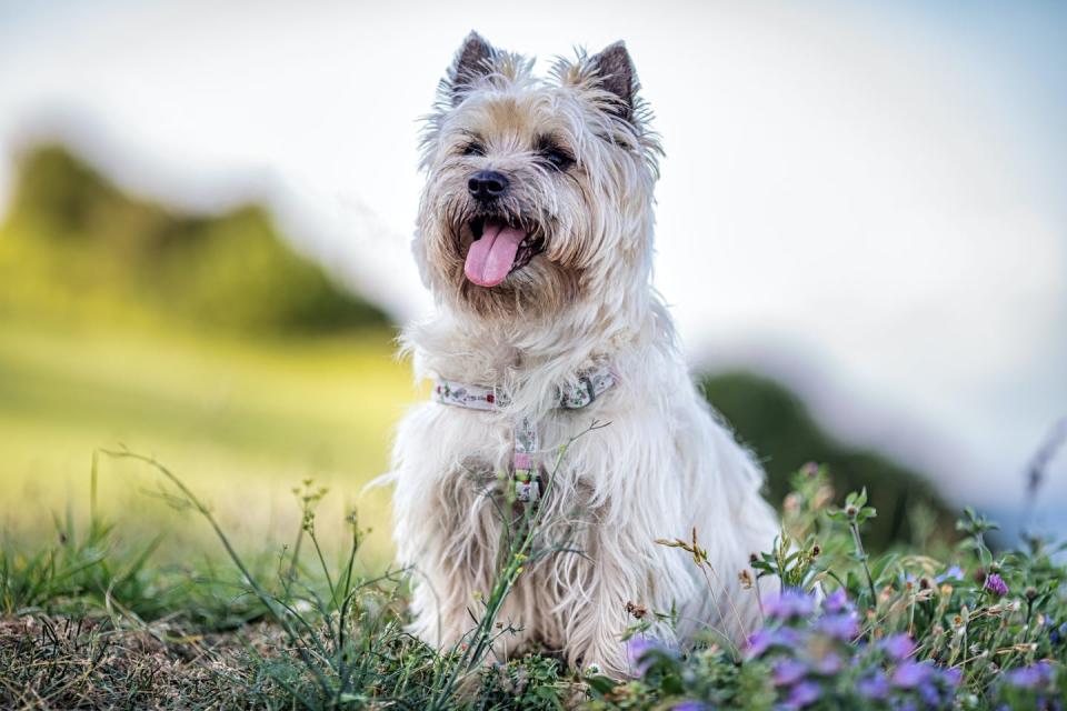 cairn terrier dog