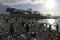 <p>View of Gentoo penguins in Cuverville Island, in the western Antarctic peninsula on March 4, 2016. Waddling over the rocks, legions of penguins hurl themselves into the icy waters of Antarctica, foraging to feed their young. Like seals and whales, they eat krill, an inch-long shrimp-like crustacean that forms the basis of the Southern Ocean food chain. But penguin-watchers say the krill are getting scarcer in the western Antarctic peninsula, under threat from climate change and fishing. (Photo: Eitan Abramovich/AFP/Getty Images) </p>