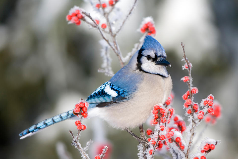 The Most Common Backyard Birds You'll See During the Winter