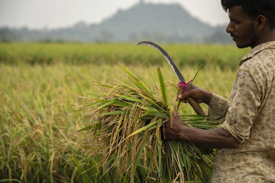 A farmer harvests rice crop in a paddy field on the outskirts of Guwahati, India, Tuesday, June 6, 2023. Experts are warning that rice production across South and Southeast Asia is likely to suffer with the world heading into an El Nino. (AP Photo/Anupam Nath)