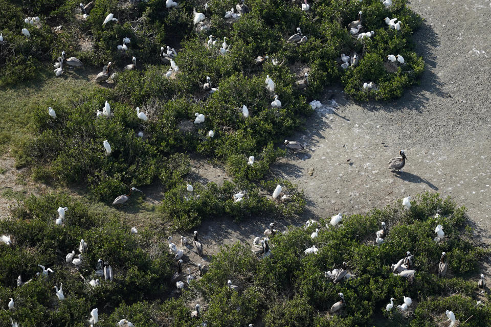 Nesting pelicans are seen from the air on Raccoon Island, a Gulf of Mexico barrier island that is a nesting ground for brown pelicans, terns, seagulls and other birds, in Chauvin, La., Tuesday, May 17, 2022. (AP Photo/Gerald Herbert)