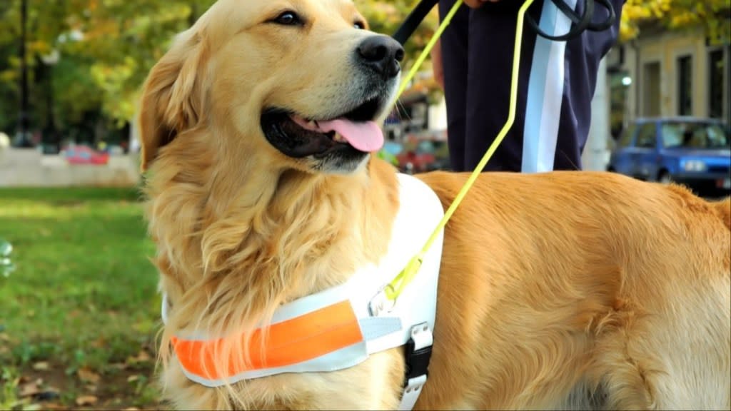 International Guide Dog Day 2024 Celebrated Worldwide & Online