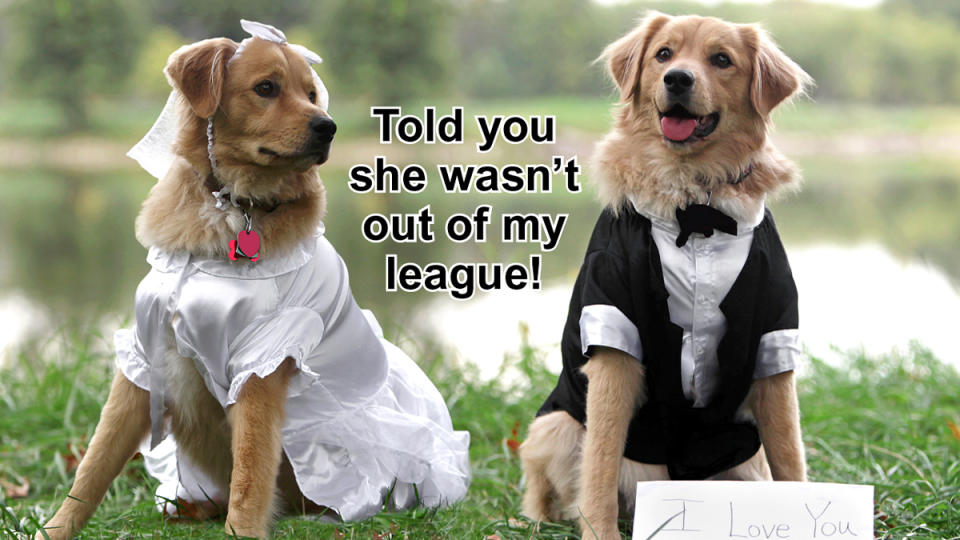 Golden retrievers in wedding tux and gown with caption, 