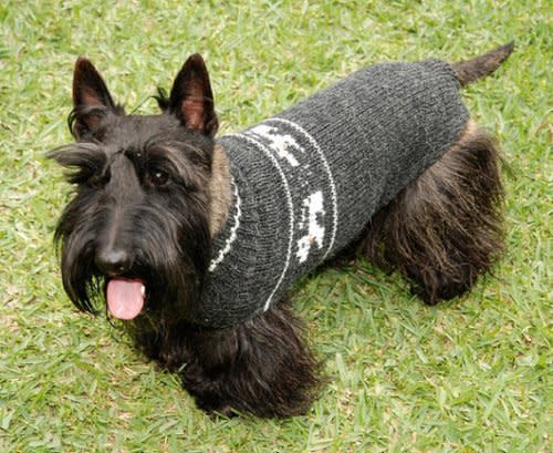 Sweater dog has dog sweater