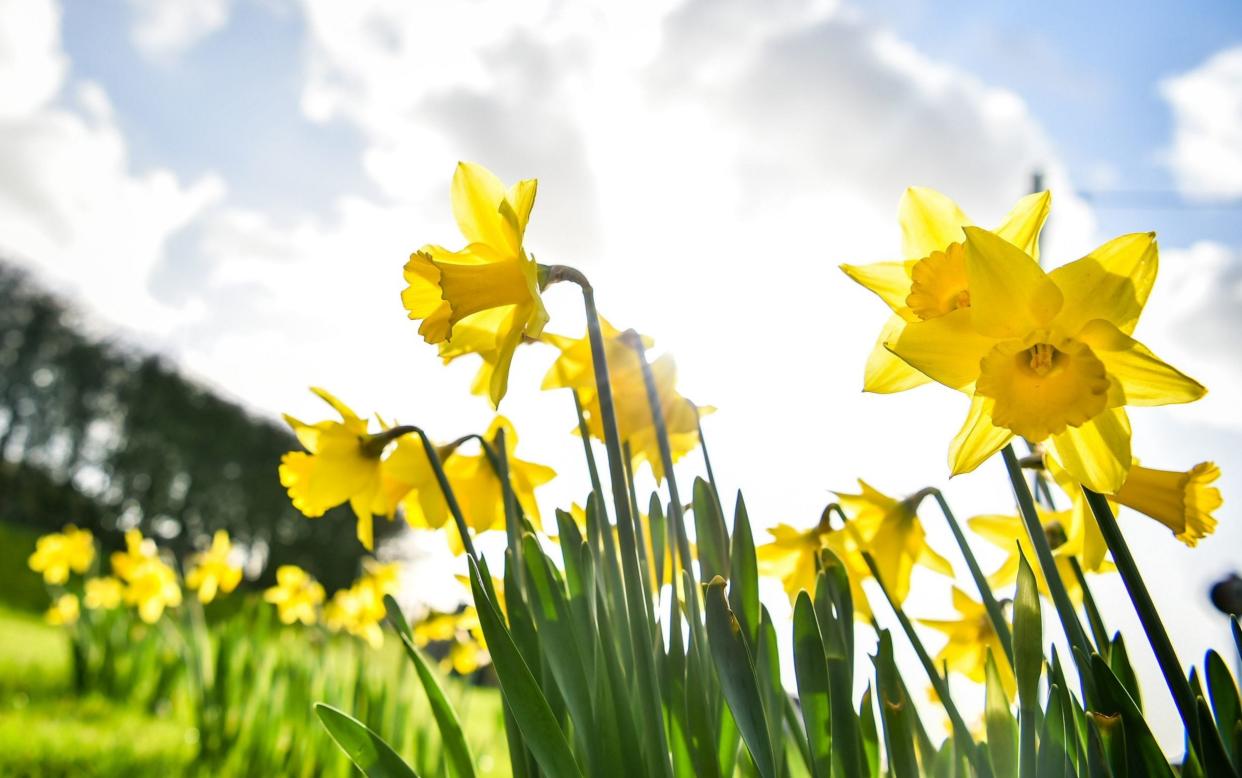 St David's Day 2020 who saint, when, facts, history, recipes - Ben Birchall/PA