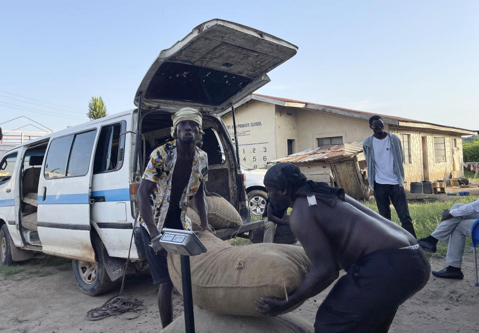 Workers offload bags of cocoa brought to an Olam warehouse in Ogbere Junction, Nigeria, from the conservation zone in the Omo Forest Reserve, Monday, Oct. 23, 2023. Farmers, buyers and others say cocoa heads from deforested areas of the protected reserve to companies that supply some of the world’s biggest chocolate makers. (AP Photo/Sunday Alamba)