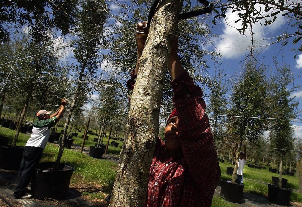 Oliber Escalante, center, Oscar Borrientos, left, and Israel Perez, right, untie Florida live oak trees at Calusa Creek Tree Farm & Ranch in Stuart, Florida, on Thursday, September 23, 2004, in preparation for Hurricane Jeanne. The trees are untied so they can be put on their sides manually or so strong winds will blow them over instead of snapping them. The farm, then recovering from the damage Hurricane Frances caused, was trying to meet the high demand for trees across the Treasure Coast and continue to get the farm back up to 100%