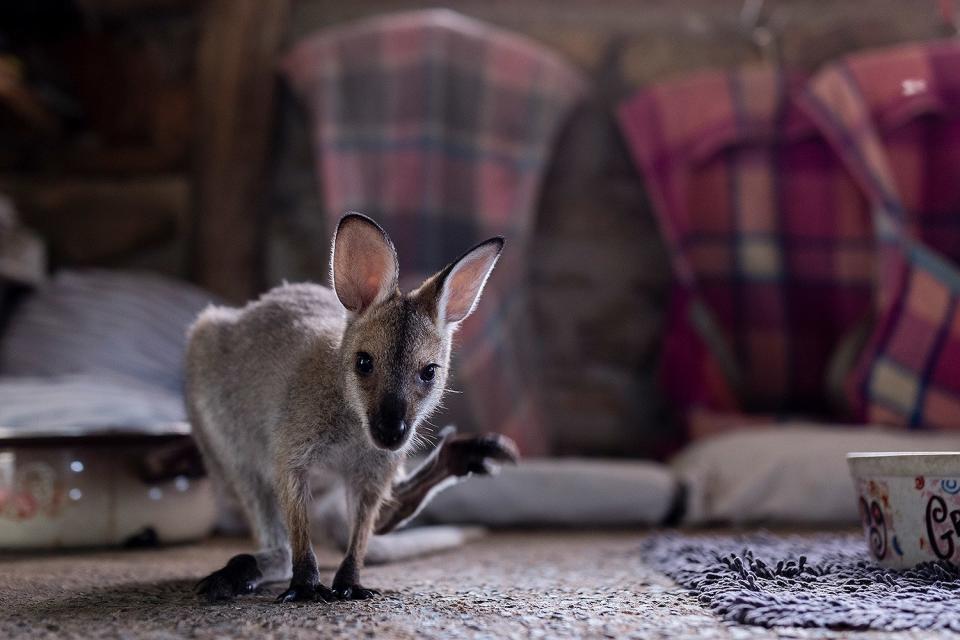 A kangaroo joey who is under the care of Wytaliba, Australia residents and wildlife carers Julie Willis and Gary Wilson. The couple is currently looking after 50-60 kangaroos. 