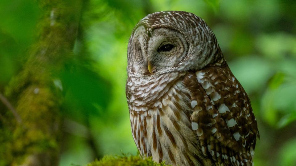  A close-up photo of a barred owl. 