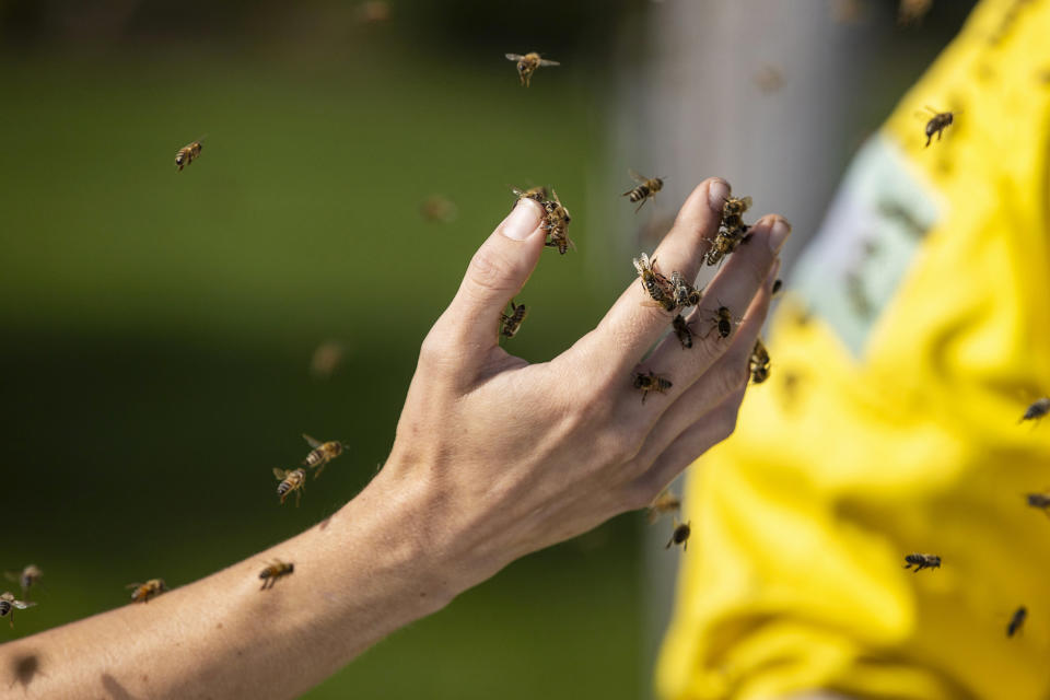 Beekeeper Terri Faloney uses her hand to remove bees from a car after a truck carrying bee hives swerved on Guelph Line road causing the hives to fall and release millions of bees in Burlington, Ontario, on Wednesday, Aug. 30, 2023. (Carlos Osorio/The Canadian Press via AP)