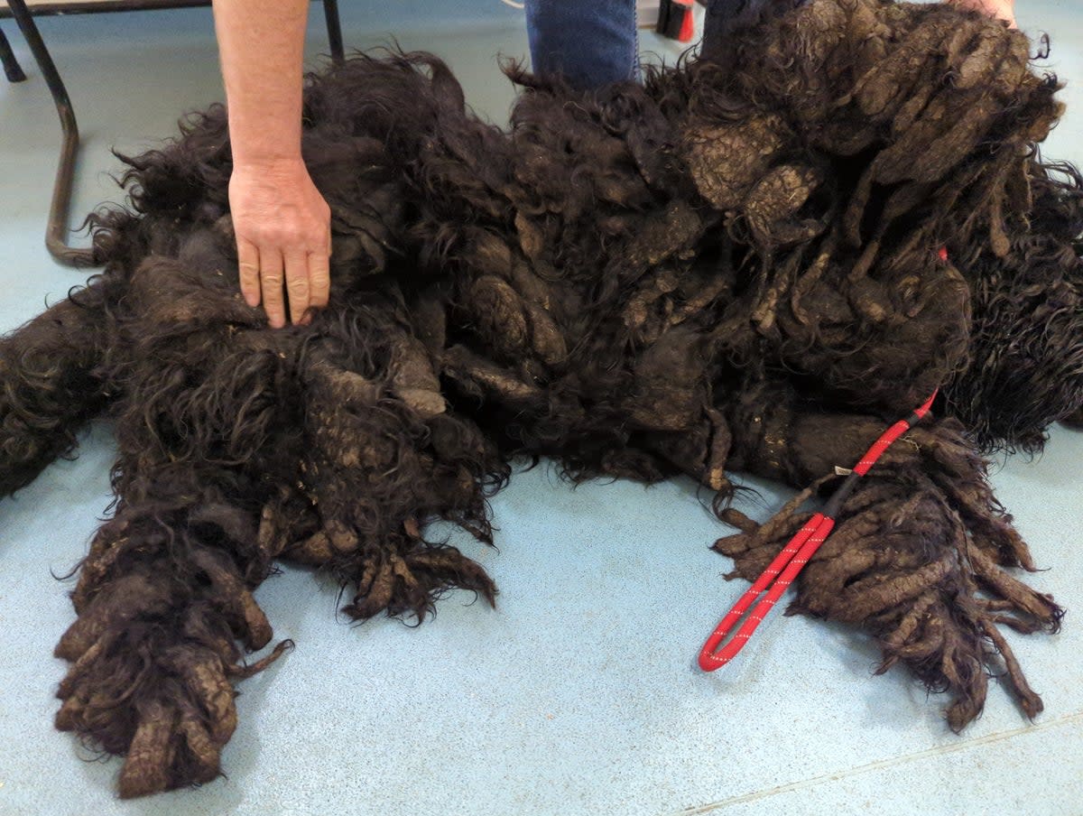 The Russian Terrier was so ungroomed it was carrying an extra 21 per cent of bodyweight (RSPCA)