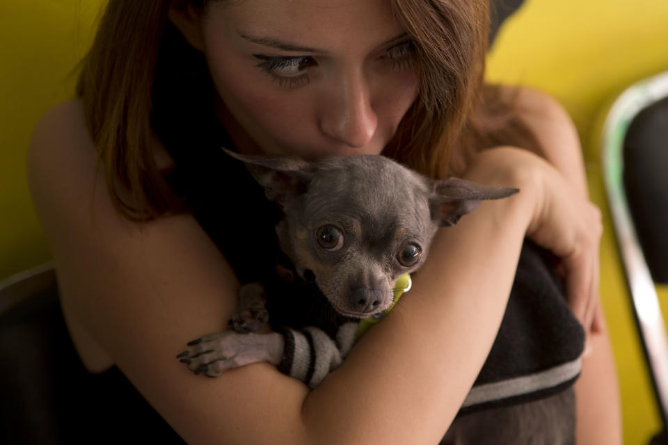 In this Sunday, April 6, 2014 photo, a guest embraces a chihuahua during a birthday party for Camila, a one-year-old Dachshund, at Pet Central spa in Mexico City, Mexico. A growing market for luxury dog services is part of a cultural shift in a country where a dog's life has long meant days chained to the roof of the house. (AP Photo/Rebecca Blackwell)