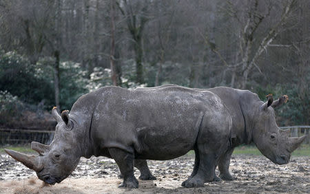 White rhinoceros Bruno (R) and Gracie are seen in their enclosure at Thoiry zoo and wildlife park, about 50 km (30 miles) west of Paris, France, March 7, 2017. REUTERS/Christian Hartmann