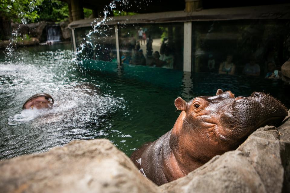 Fiona and Bibi swim in their habitat at the Cincinnati Zoo & Botanical Garden.