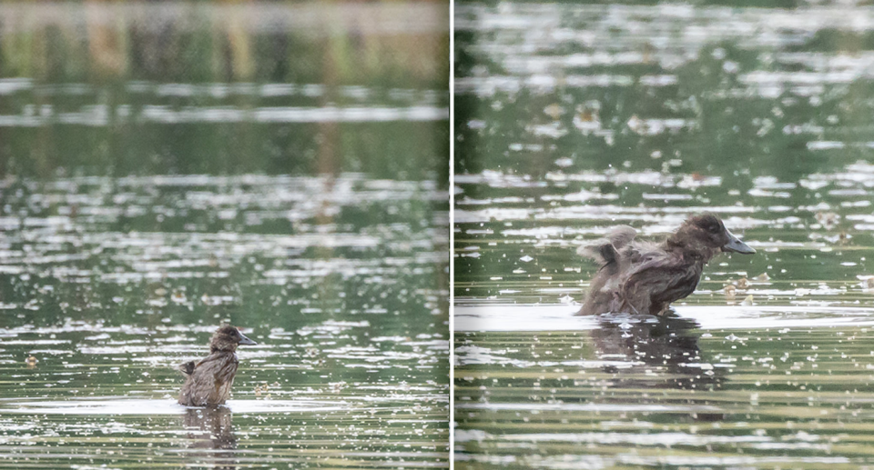 A young blue-billed duck photographed on Lake Knox. Source: Joshua Tomlinson