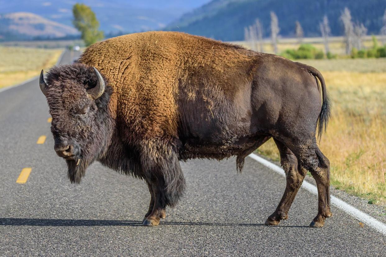 A large male bison is blocking the road in Yellowstone National Park