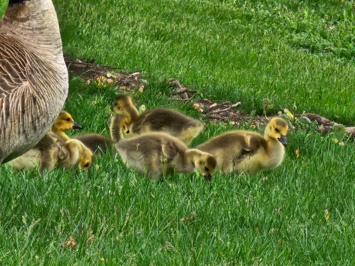 Photo of baby geese, taken with the Galaxy S23 Ultra.