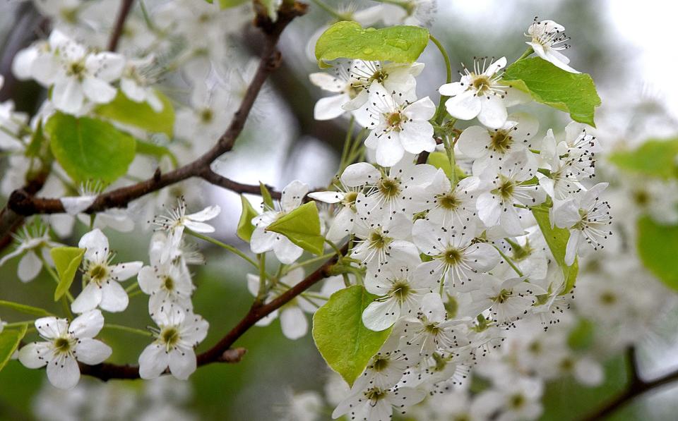 A Bradford pear tree is pictured in Columbia.