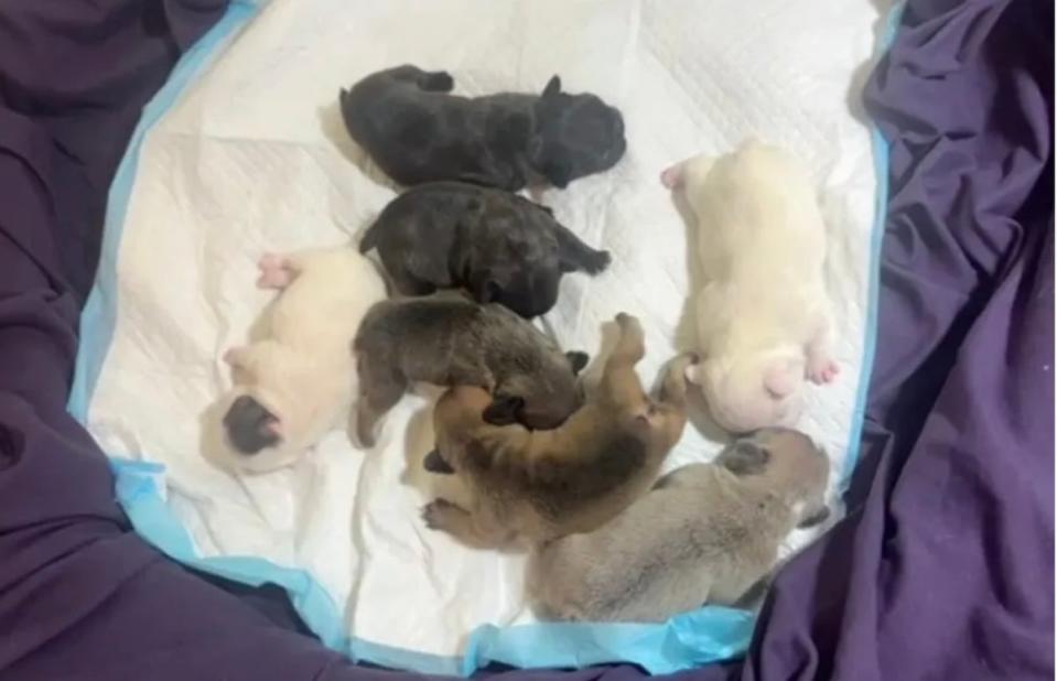 A photo of the French Bulldog puppies left in the car (WNCN)