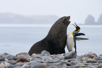 Apparently they both came away unscathed after several minutes of squaring up to one another.